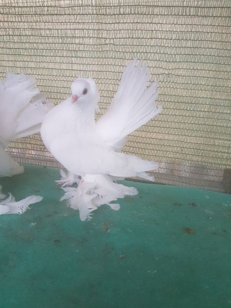 F 5785, 2017 - de VANZARE SIBERIENI FEMELE