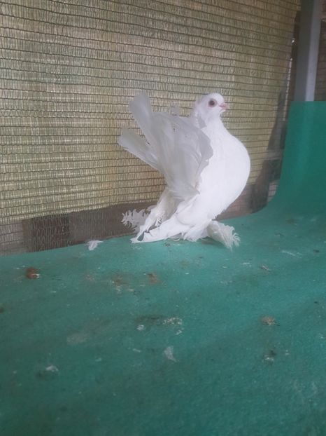 M B 85; 200 lei - au fost VANDUTI