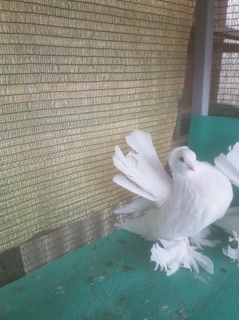 M 7426 - de VANZARE SIBERIENI MASCULI