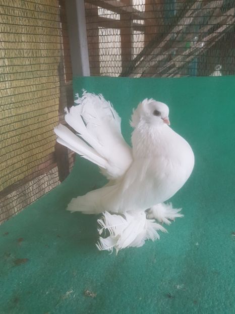  - de vanzare LOT SIBERIENI