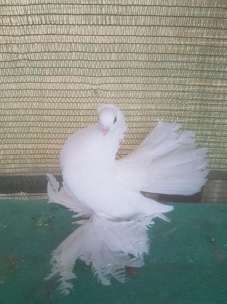 7462 - de vanzare LOT SIBERIENI