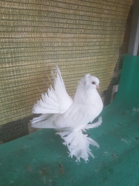 F 7434 - de VANZARE SIBERIENI FEMELE