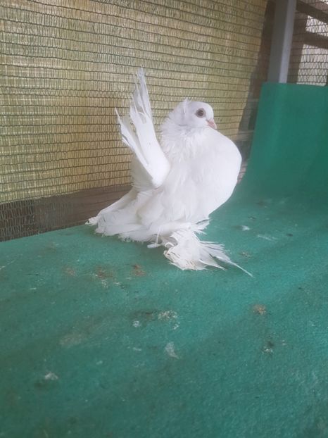 f inel - au fost VANDUTI