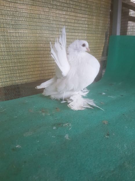  - de vanzare LOT SIBERIENI