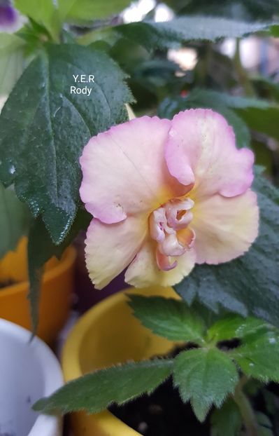  - Yello English Rose