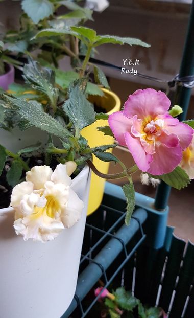  - Yello English Rose