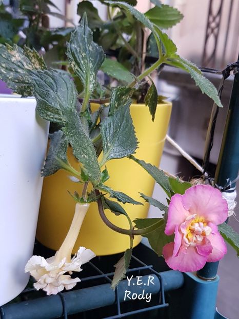 - Yello English Rose