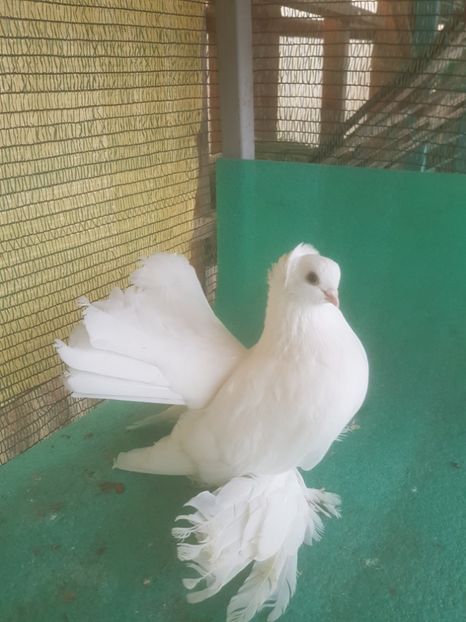 M 6111, 2017 - au fost VANDUTI