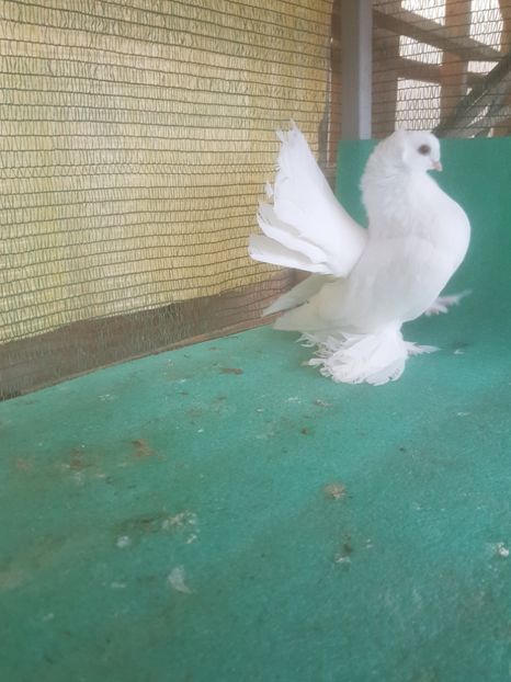 M 5281 - au fost VANDUTI