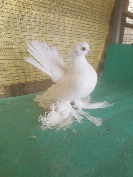 F 5277 - de VANZARE SIBERIENI FEMELE