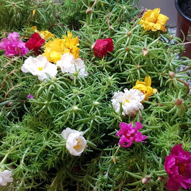  - Din grădina si alte floricele