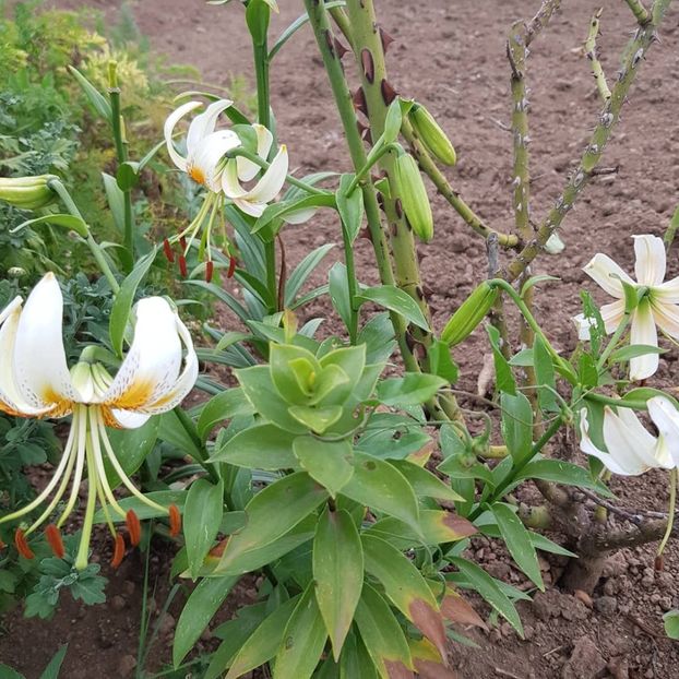  - Din grădina si alte floricele