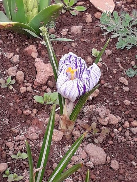 received_131728724324970 - Din grădina si alte floricele