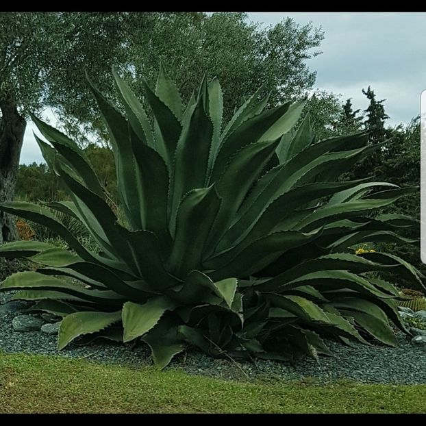  - Din grădina si alte floricele