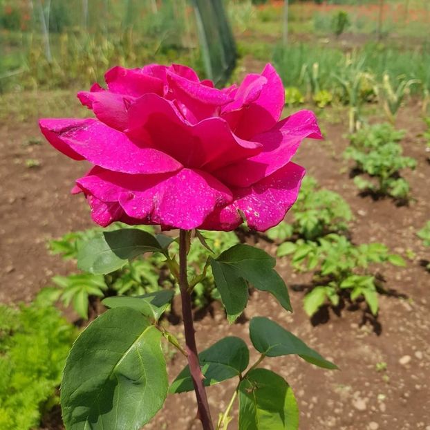  - Din grădina si alte floricele