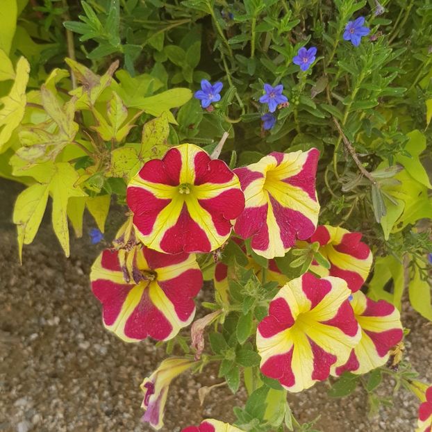  - Din grădina si alte floricele