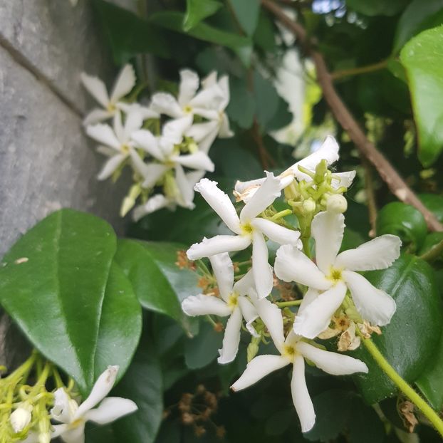  - Din grădina si alte floricele