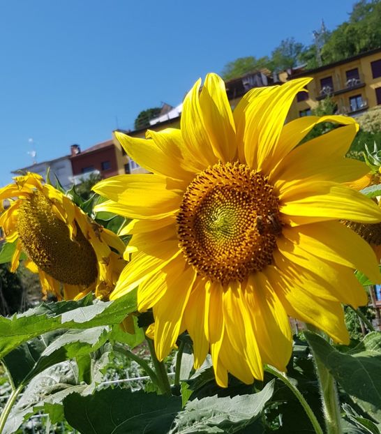  - Din grădina si alte floricele