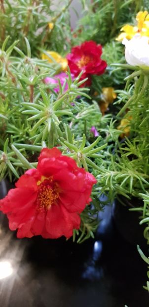  - Din grădina si alte floricele