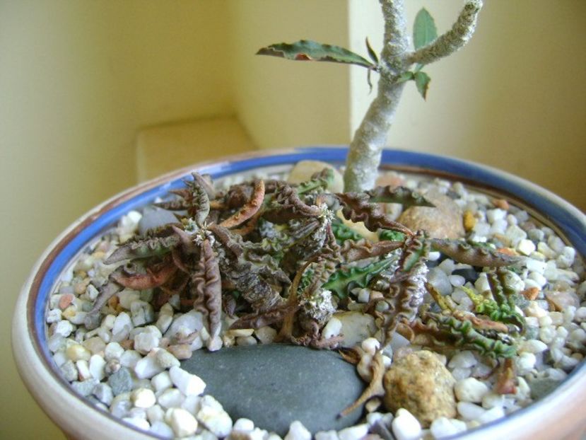 Euphorbia cap-saintemariensis & Euphorbia decaryi - Suculente 2018