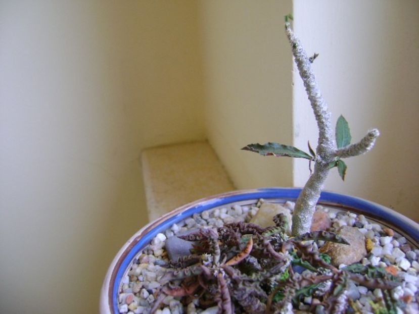 Euphorbia cap-saintemariensis & Euphorbia decaryi - Suculente 2018