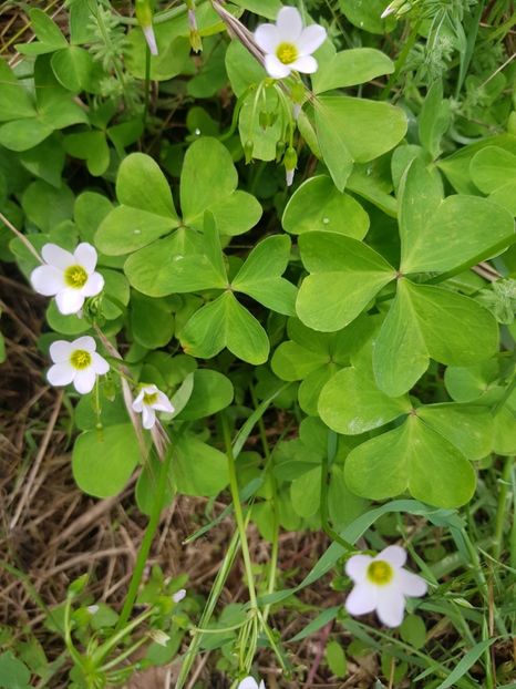  - Din grădina si alte floricele