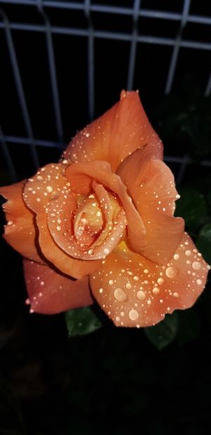  - Din grădina si alte floricele