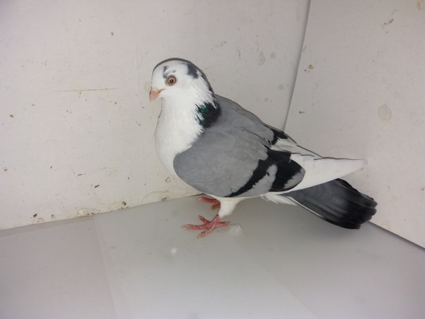 7066  femelă  2018_1 - tineret 2018