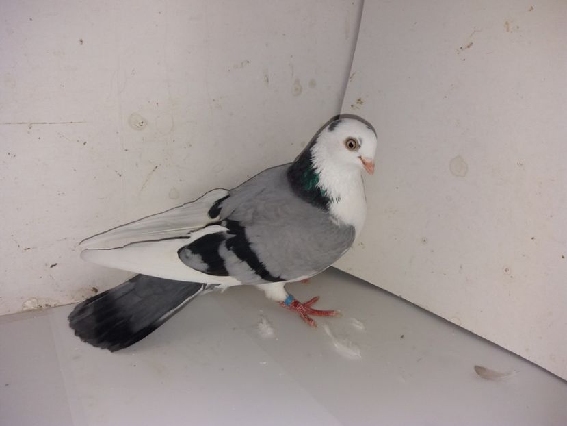 7066  femelă  2018_2 - tineret 2018