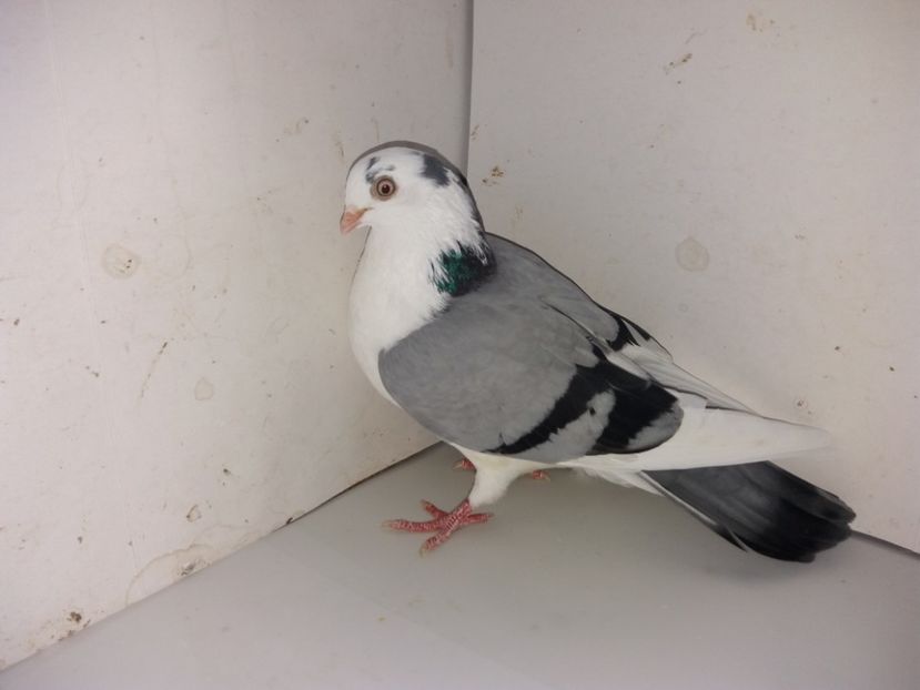 7066  femelă  2018_3 - tineret 2018