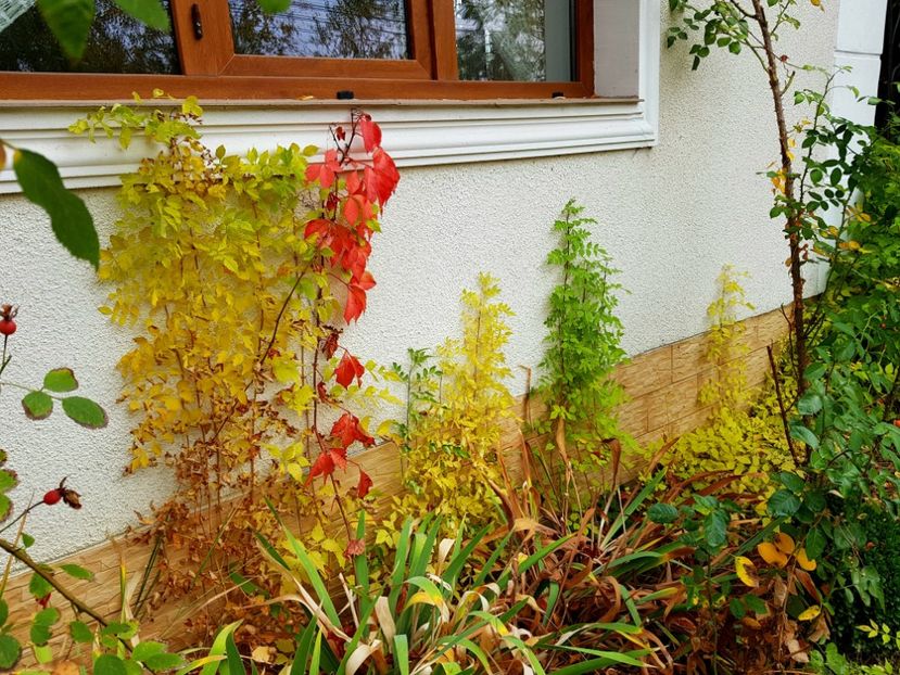  - 2018_Idilic garden iulie-oct