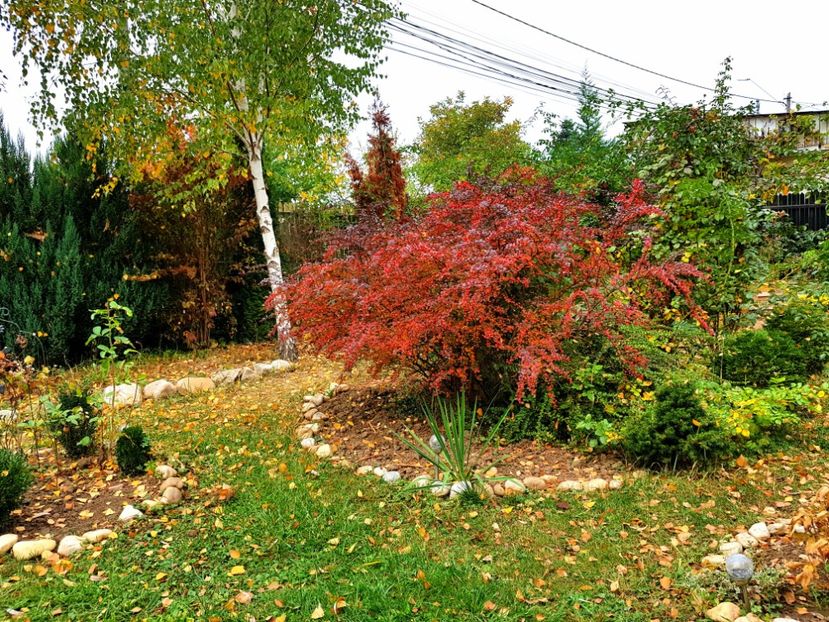  - 2018_Idilic garden iulie-oct