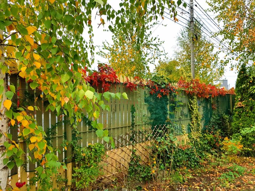  - 2018_Idilic garden iulie-oct