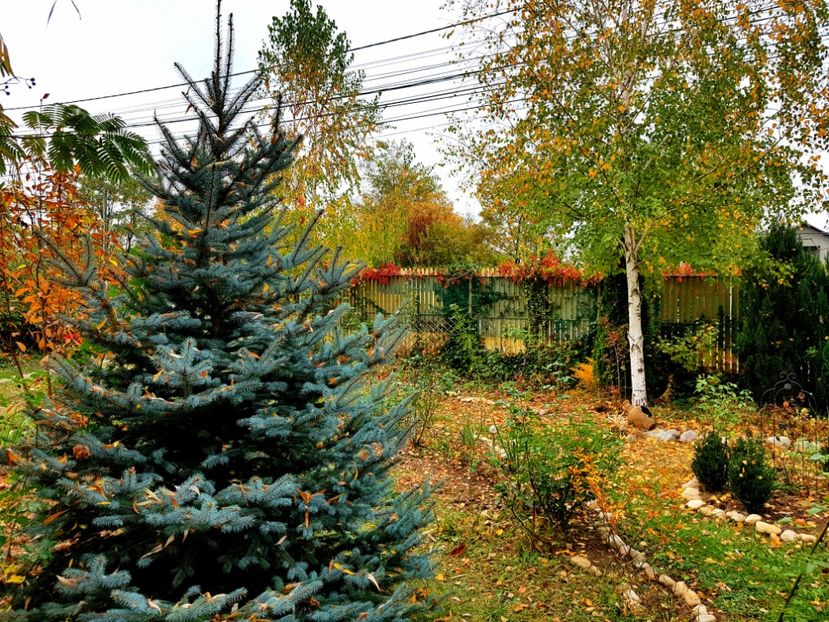  - 2018_Idilic garden iulie-oct