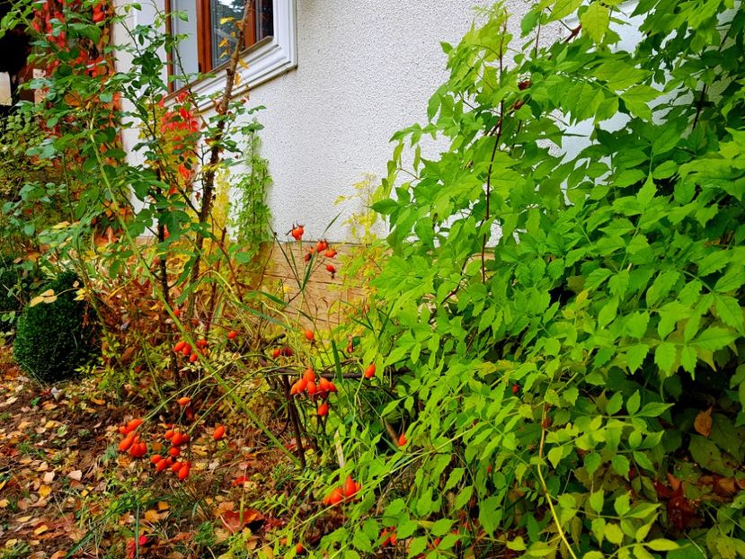  - 2018_Idilic garden iulie-oct