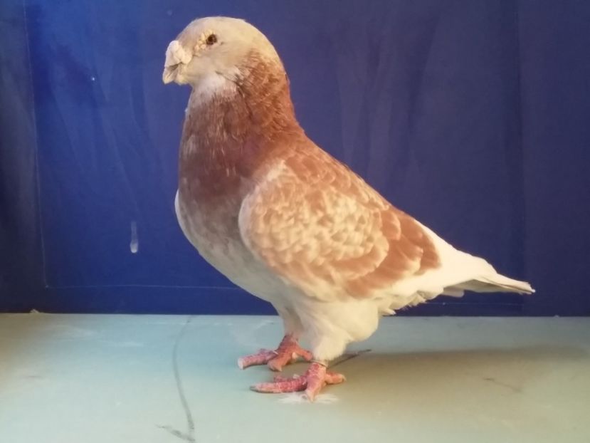  - 3MASCULI VRDF 2018