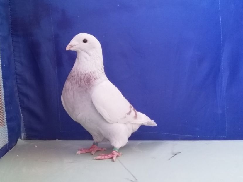  - 3MASCULI VRDF 2018