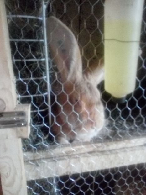  - Poze noi si vechi cu adapostul meu de urecheati