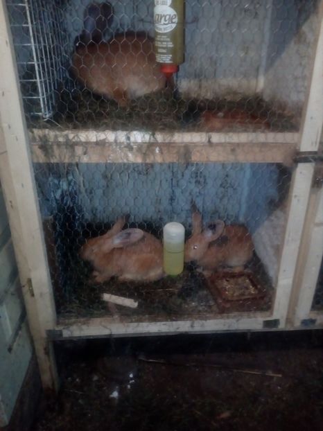  - Poze noi si vechi cu adapostul meu de urecheati