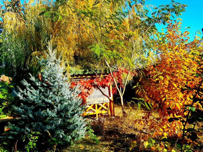  - 2018_Idilic garden iulie-oct