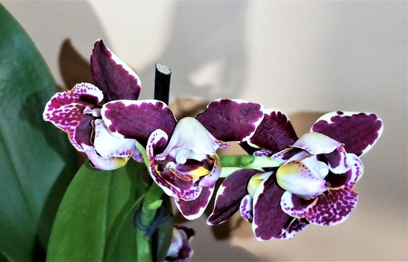 Big Lip pelorica - Phalaenopsis 1