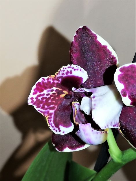  - Phalaenopsis 1