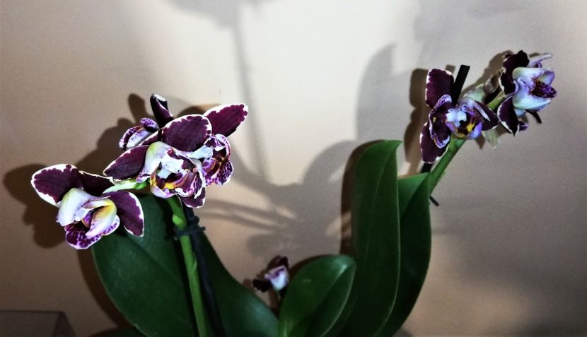 - Phalaenopsis 1