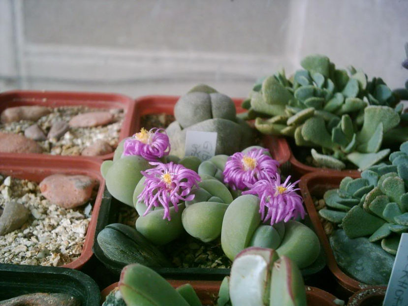 2901591950070979579HDBjJh_fs - Aizoaceae 2006-2008