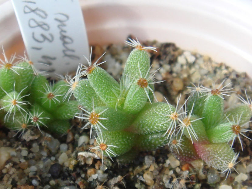 Trichodiadema marlothii - Aizoaceae 2006-2008