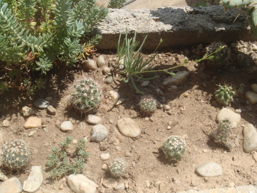 Talinum calycinum si Copryphantha (hardy) in jardiniera - Cactusi 2006-2008