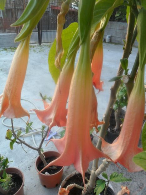  - brugmansii 2018 2