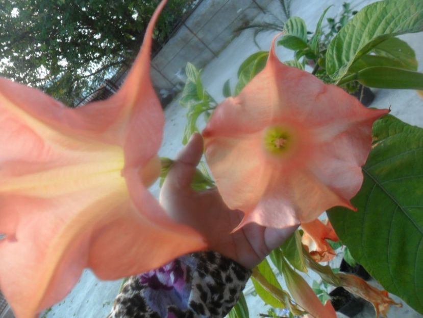  - brugmansii 2018 2