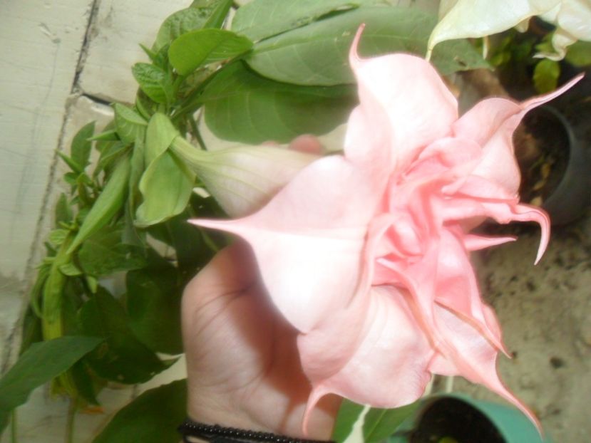  - brugmansii 2018 2