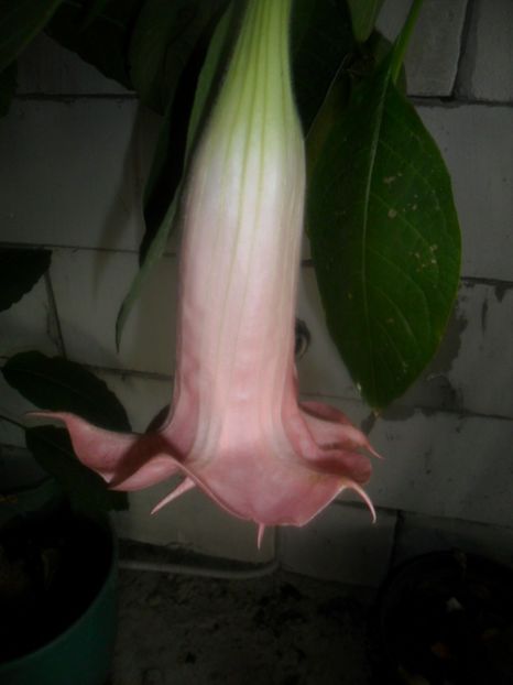  - brugmansii 2018 2